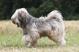 TERRIER DU TIBET 107